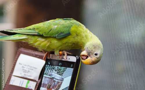Obraz na płótnie Papagei am Smartphone w salonie