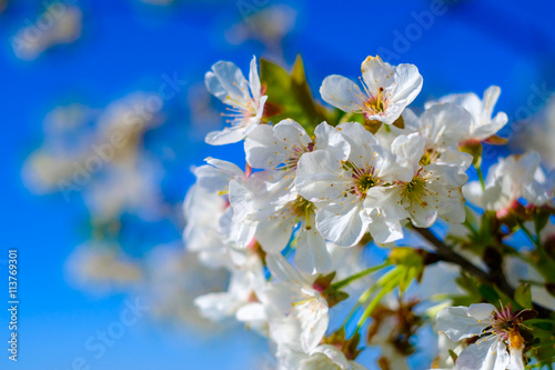 Blooming cherry tree © Anton Gvozdikov