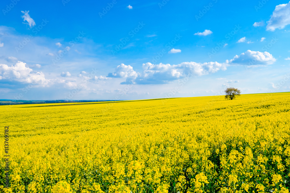 Obraz premium Lonely tree on the blooming colza field