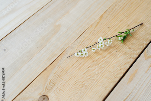 angle view on wooden background blooming branch spirea
