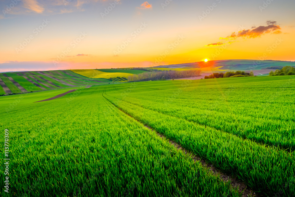 Green field at beautiful sunset at South Moravia Green field at beautiful sunset at South Moravia