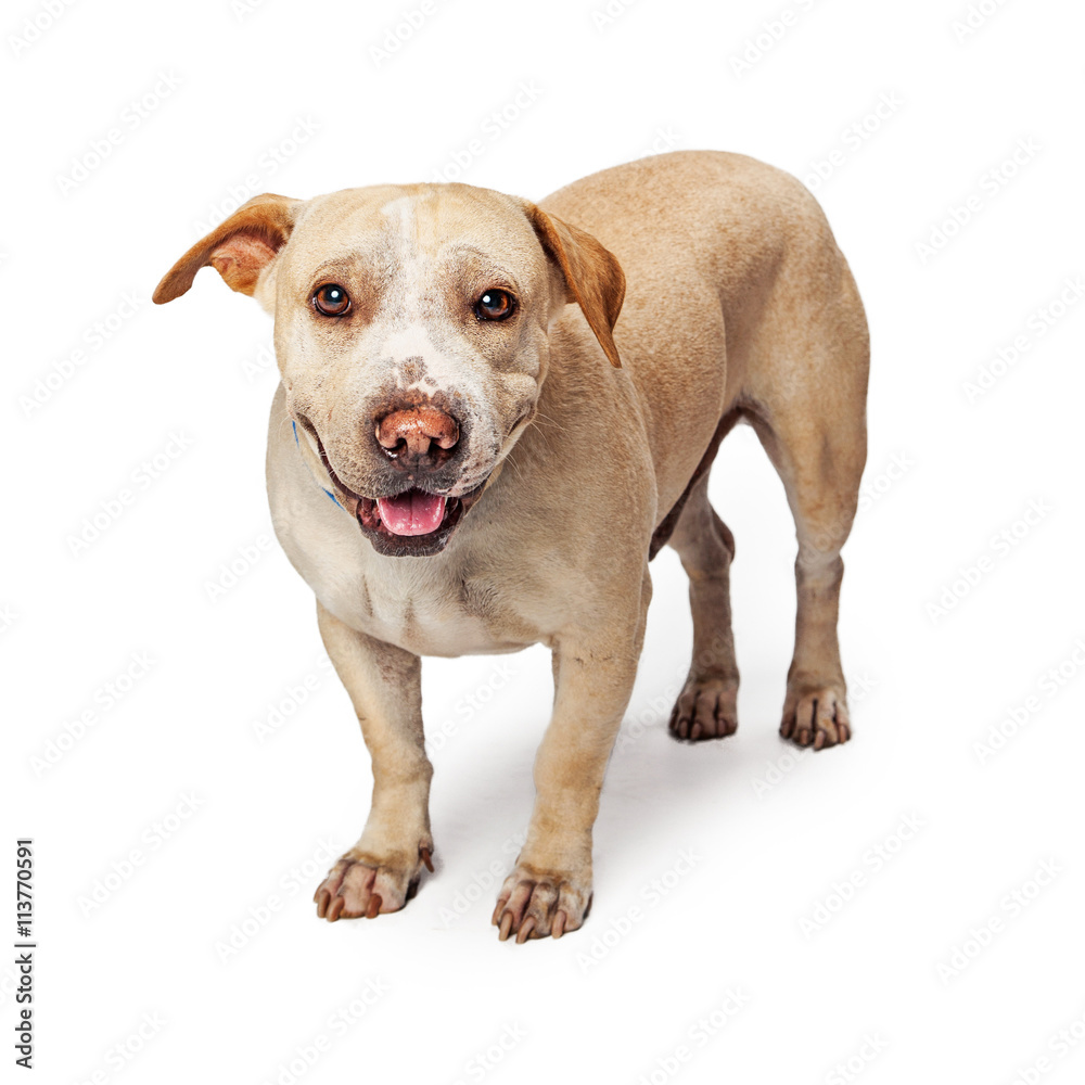 Happy Stocky Crossbreed Dog Looking