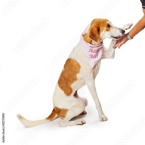 Shelter Dog Meeting Person Shaking Hands