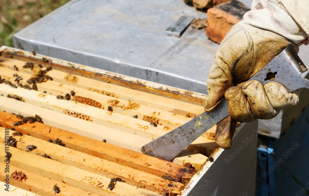 Beekeeper is working with bees and beehives on apiary Beekeeper is working with bees and beehives on apiary