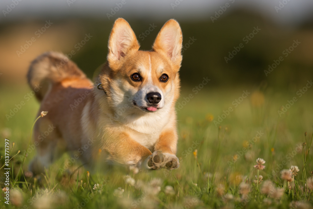 Welsh corgi dog