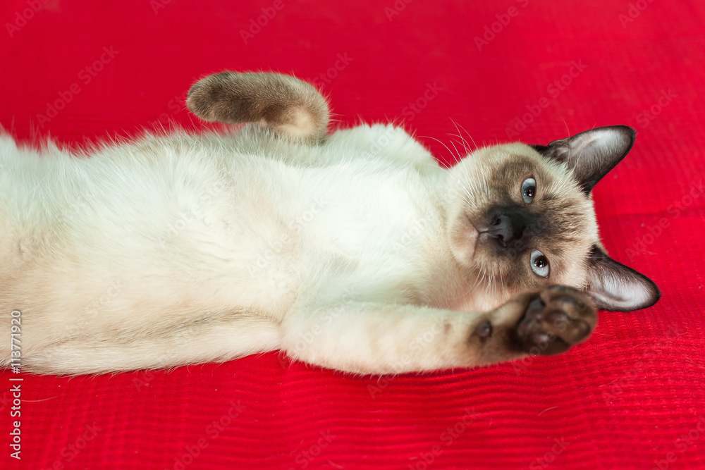 Young Thai cat resting on the bed, and attracts the attention of its owner. He is trying to say something, but can not. Young Thai cat resting on the bed, and attracts the attention of its owner. He is trying to say something, but can not.