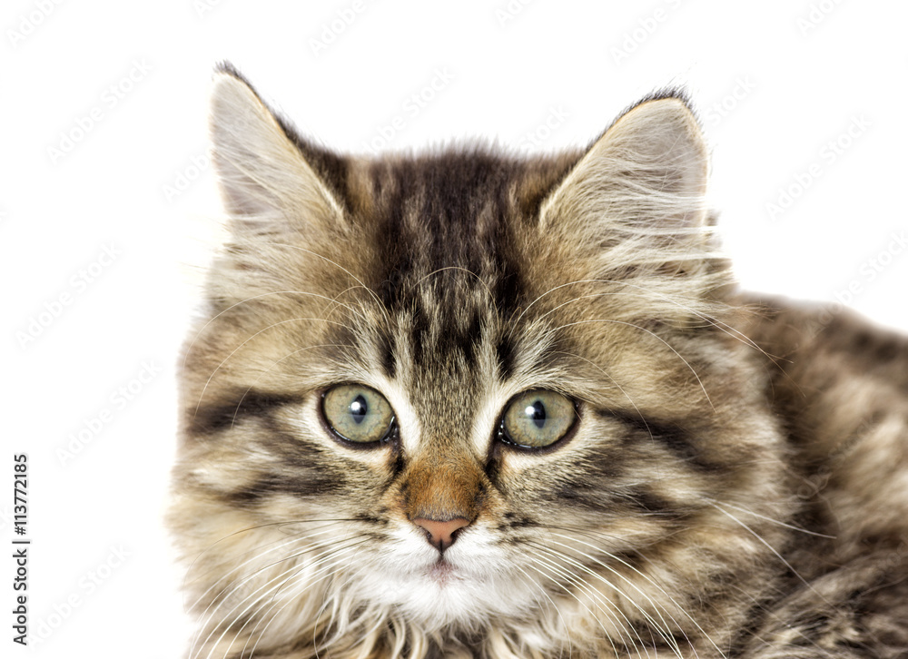 Obraz premium tabby kitten