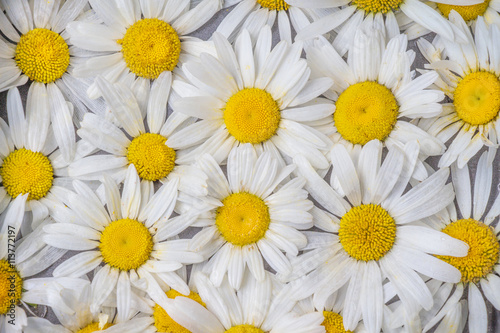 Beautiful background of the flowers of camomile with white petals and a yellow middle.
