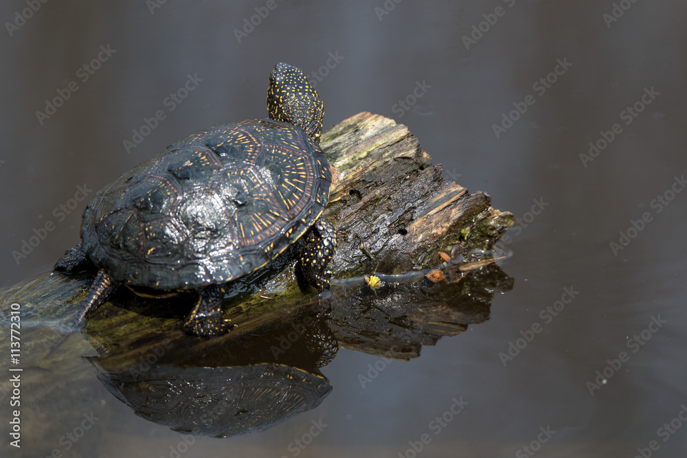 European pond turtle or Emys orbicularis European pond turtle or Emys orbicularis
