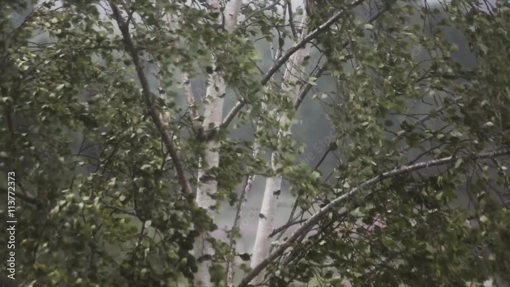 Birch in the strong wind. Nasty weather. Rainy day. Storm. Birch in the strong wind. Nasty weather. Rainy day. Storm.