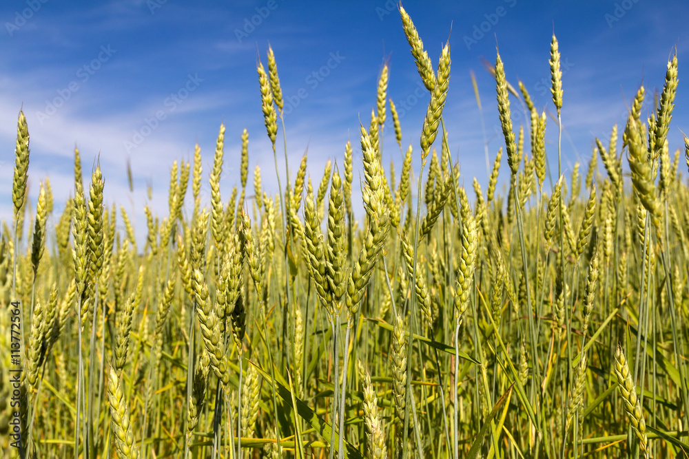 ears of wheat