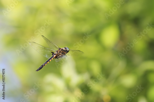 beautiful dragonfly with big eyes flying in the pond