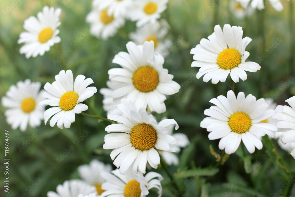 Fototapeta premium plurality of chamomile flowers/ background with daisies growing in the flowerbed 