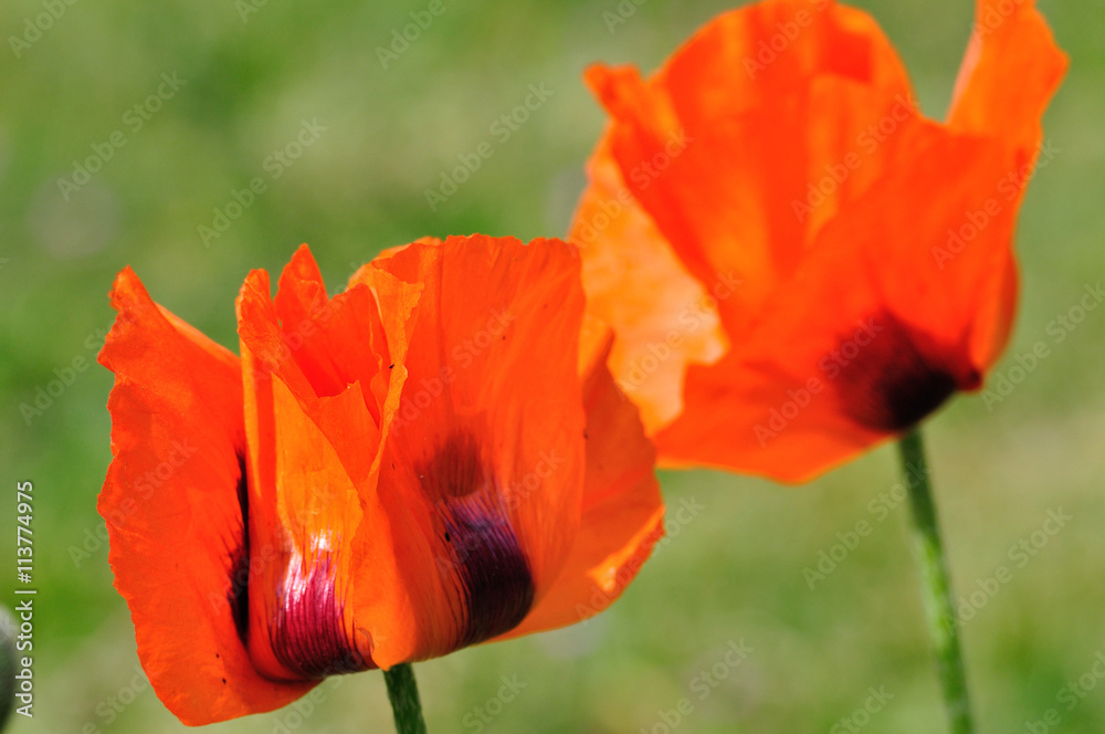 Fototapeta premium Mohn