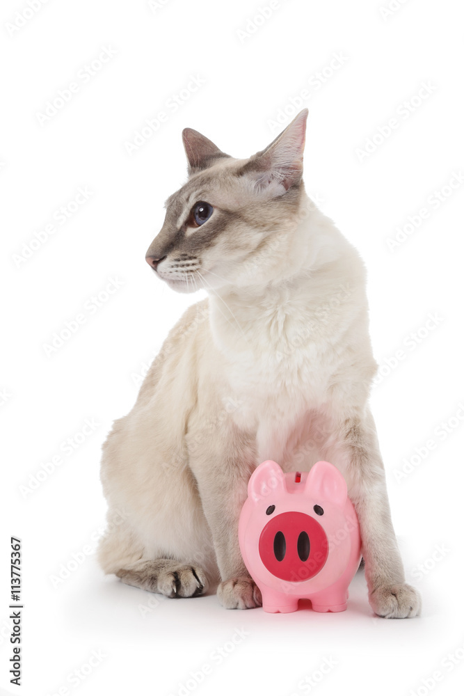 Cat pig chat Cat Valentine