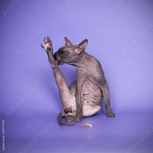 Photography Canadian sphynx cat licks himself funny