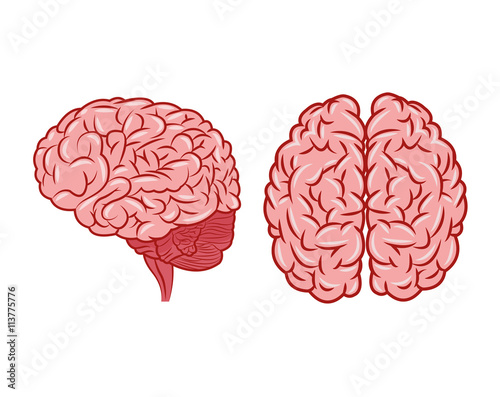 Brain design. organ icon. Flat illustration, vector graphic
