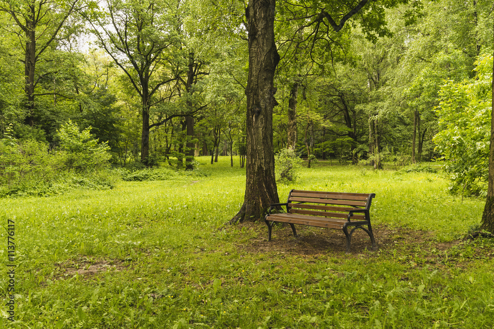 Bench in summer Park. Bench in summer Park.