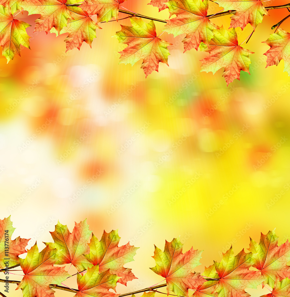 Autumn foliage. Golden Autumn. Autumn foliage. Golden Autumn.