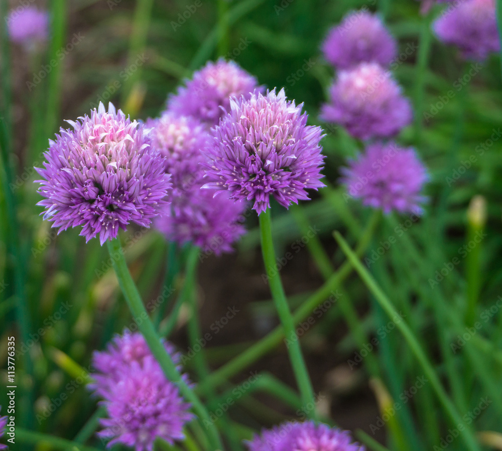 spring blooming chives with purple lavender flowers
spring blooming chives with purple lavender flowers