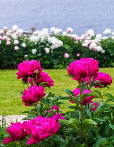 bright pink peonies in foreground with lawn  white peonies  and lake in the background  