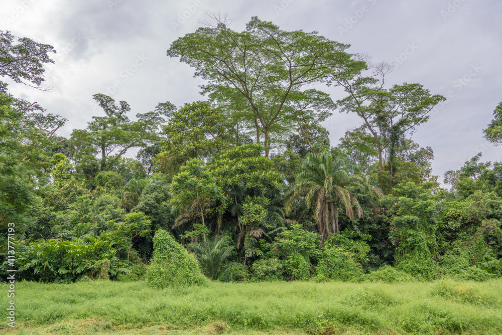 Neighborhood of thick tropical forest. Green overgrown forest on the sky background. Grass, trailing plants and tall trees.Forest View