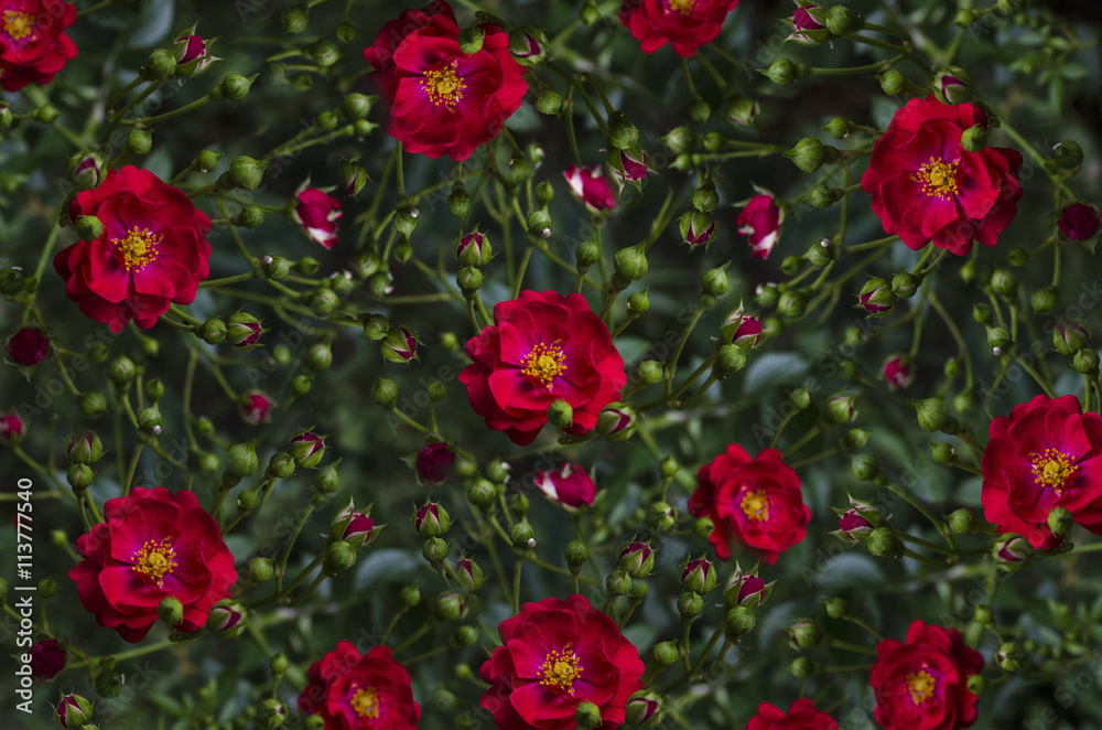 Motley background of disorderly situated buds and red rose
