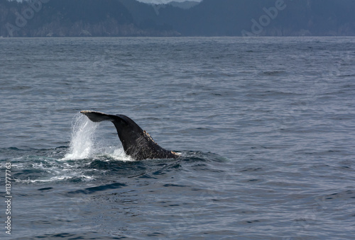 Humpback whale with uplifted tail