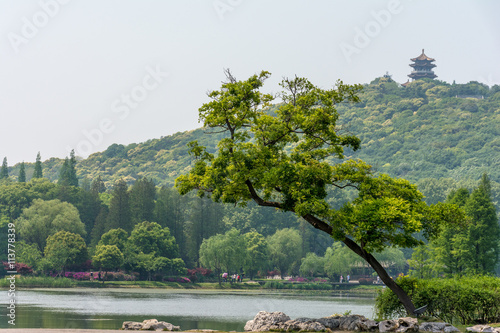 Tree leaning over the water. The big tree in the forest by the water in the openspace. Unusual tree near the water. Tree over the water and stones on a background of mountain with forest