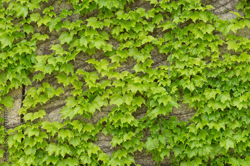 Wall of green foilage on a castle s external