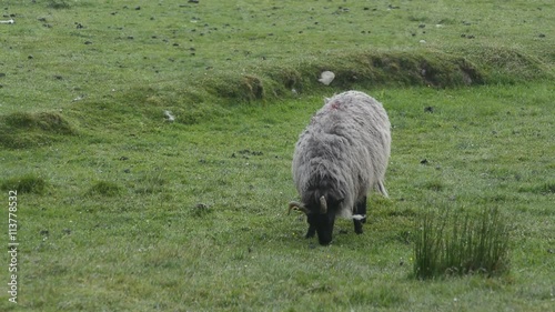 Irish Sheep