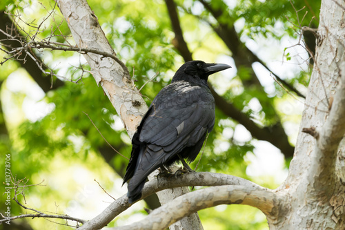Raven standing in lush green trees looking
