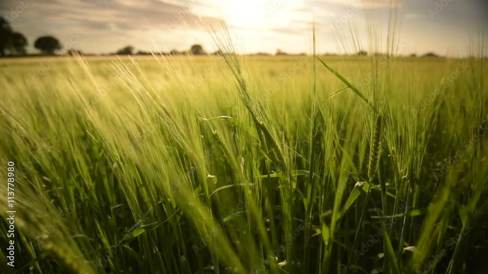 Field of wheat in the Beautiful late evening sunshine - Wheat Field Field of wheat in the Beautiful late evening sunshine - Wheat Field