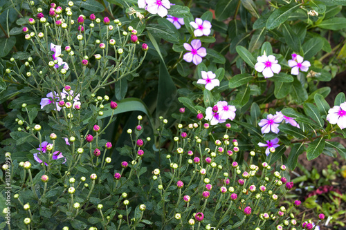 Unopened Chrystanthemum Buds with Pink Flowers in Background photo