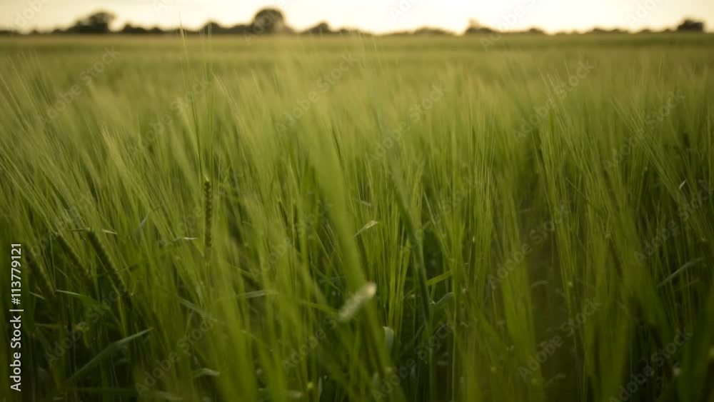 Field of wheat in the Beautiful late evening sunshine - Wheat Field Field of wheat in the Beautiful late evening sunshine - Wheat Field