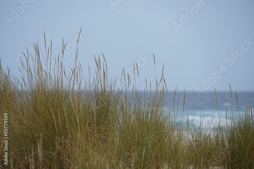 Gräser in den Dünen an der Küste 