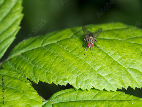 Fly with large eyes on bright green leaf