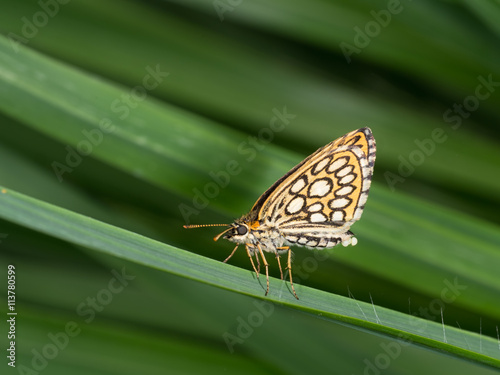 Large chequered skipper butterfly, female with eggs on grass background