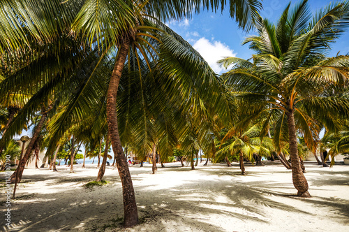 Coconut Palm grove on the Maldivian beach © jennyrainbow