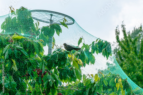 Fruit Tree growing in protective net for birds.