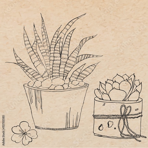 free-hand vector illustration of aloe and succulent plants 