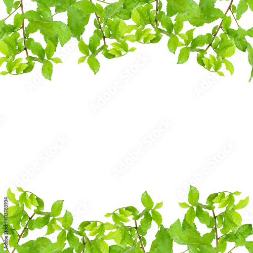  Fresh Green leaf frame with water drops isolated on white back