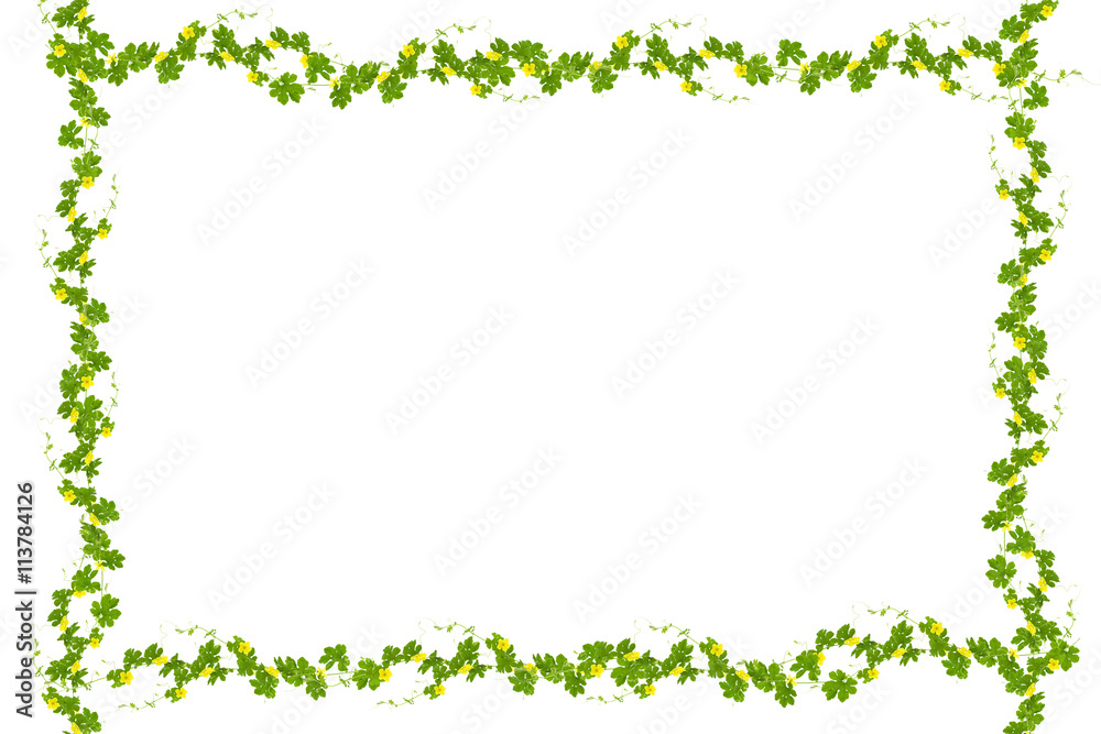 Green leaves  frame isolated on white background ,copy space for