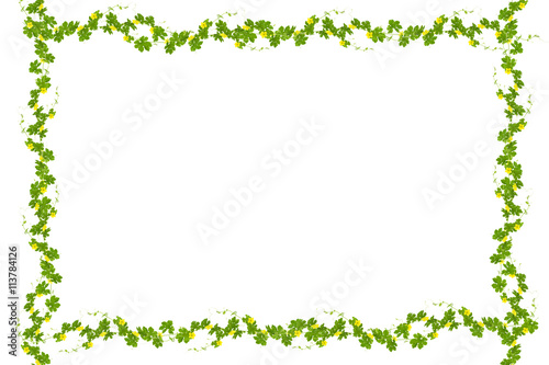 Green leaves  frame isolated on white background ,copy space for