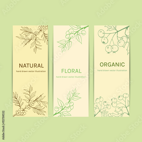 Collection herbal banner with blackthorn  sea buckthorn  hawthorn