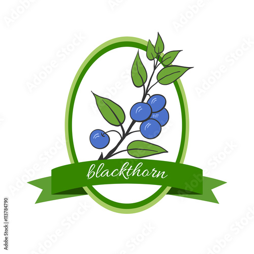 Handdrawn vector illustration blackthorn. Medicinal berry.  For traditional medicine, gardening or cooking design, package, wrapper, label