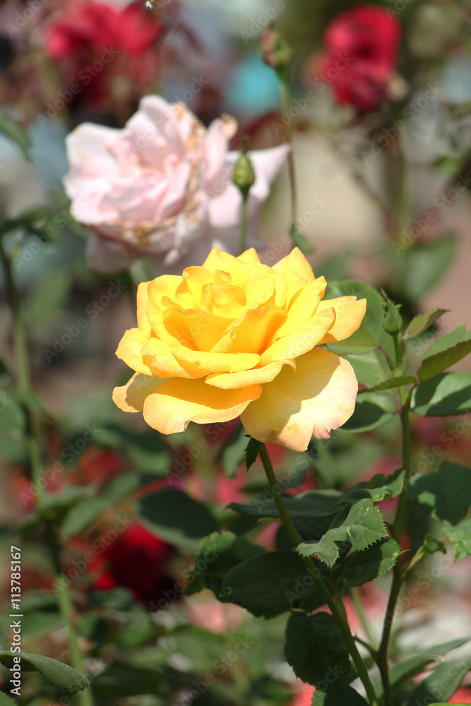 Rose in the green garden winter season Thailand Rose in the green garden winter season Thailand