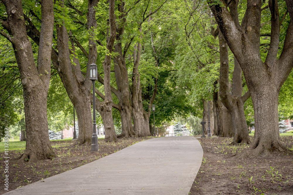 Sidewalk lined with trees in an Idaho park Sidewalk lined with trees in an Idaho park