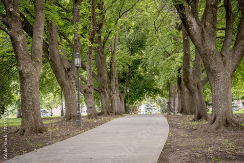 Sidewalk lined with trees in an Idaho park