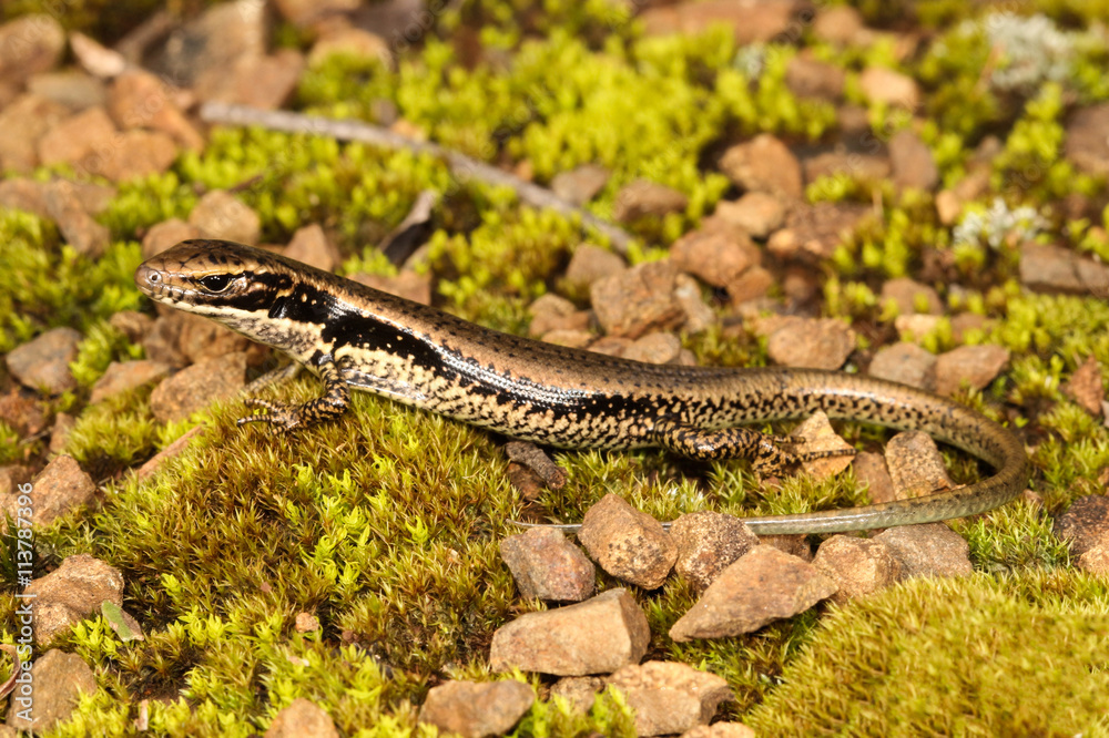 The Sand Lizard The Sand Lizard